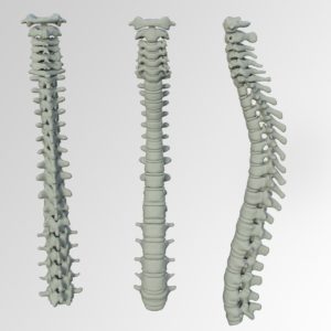 spine illustration