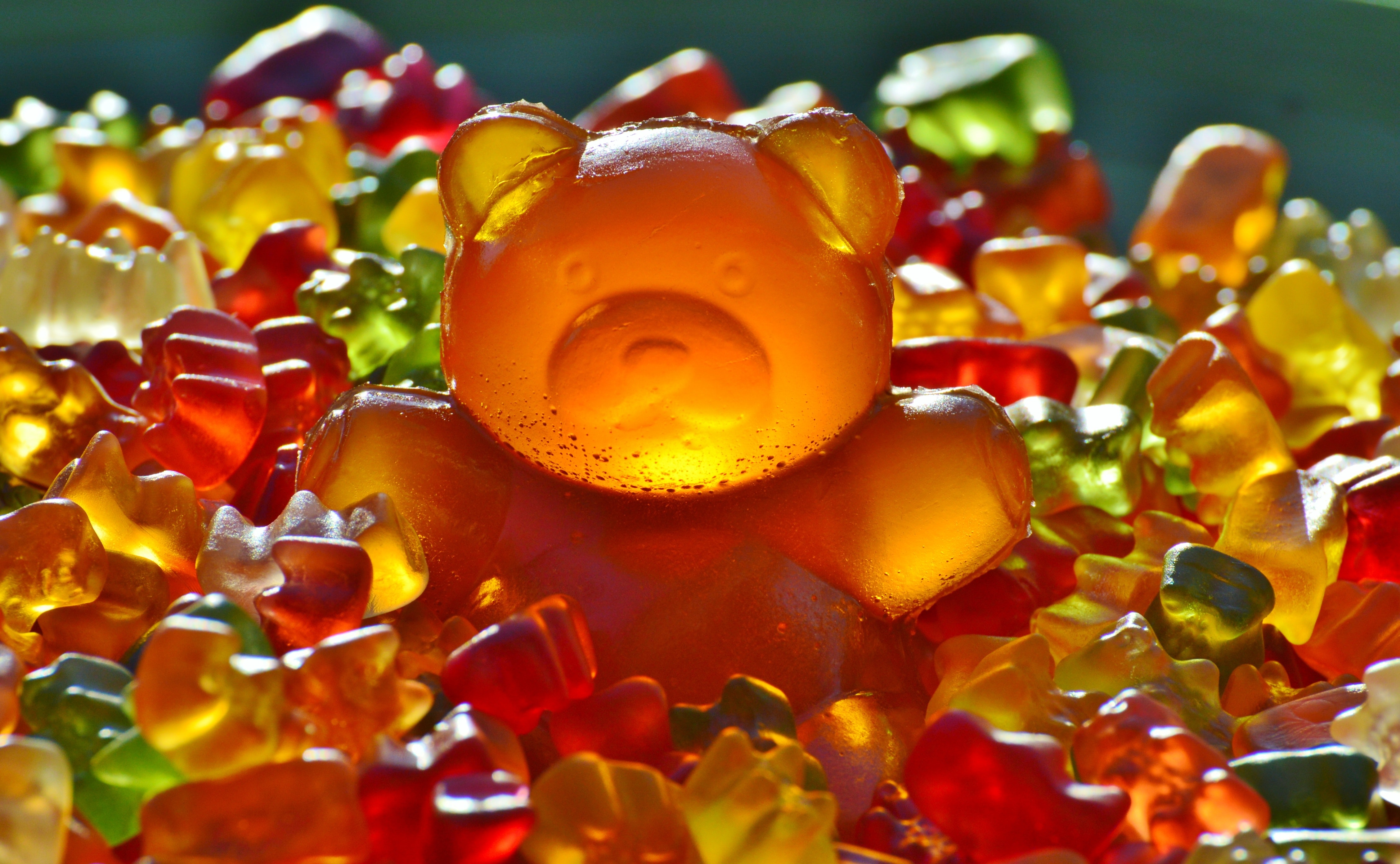 bear gummy