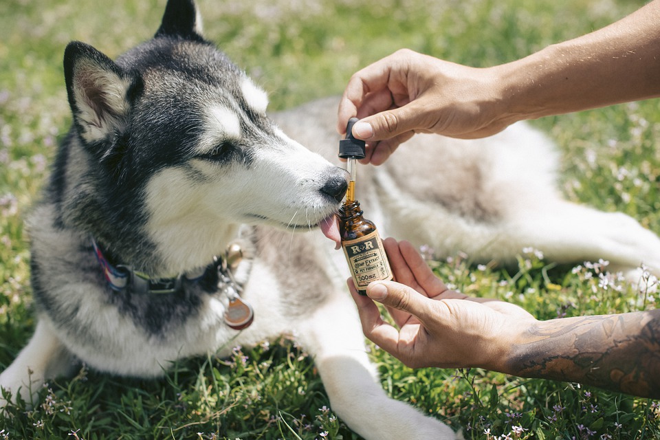 cbd oil pet